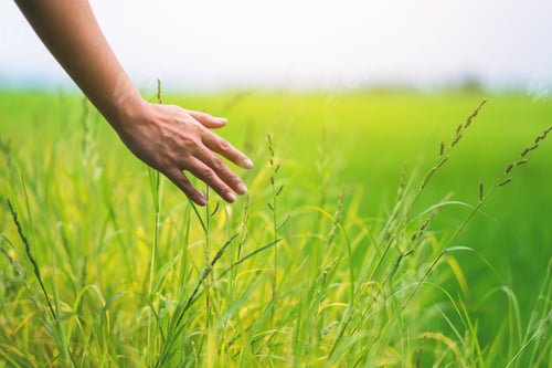 Preview: Closeup image of a woman's hand touching rice in a field
