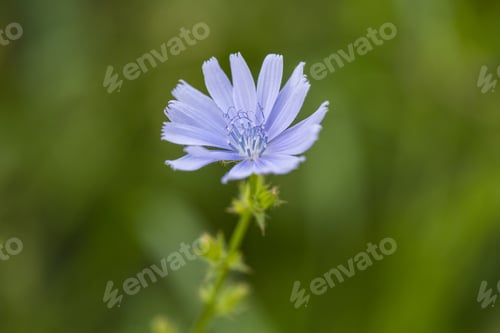 Preview: Chicory Plant In The Wild