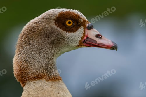 Preview: Close-up of a multicolored goose with vibrant plumage and a distinctive beak.