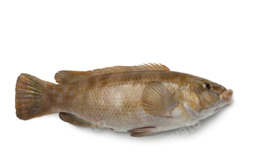 Preview: Fresh brown wrasse fish