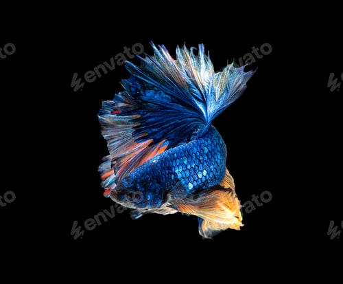 Preview: Colorful with main color of blue betta fish, Siamese fighting fish was isolated on black background