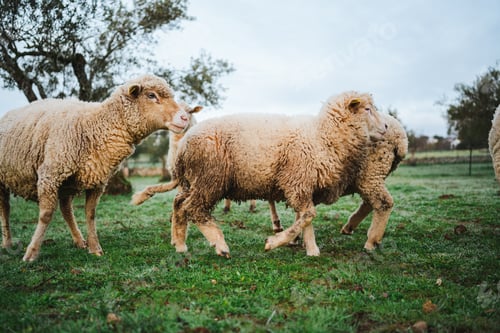 Preview: Peaceful flock of sheep running