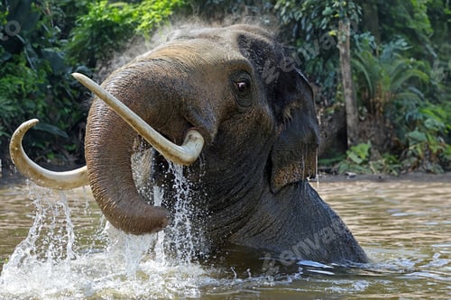 Preview: cute elephant bathing in water, nature