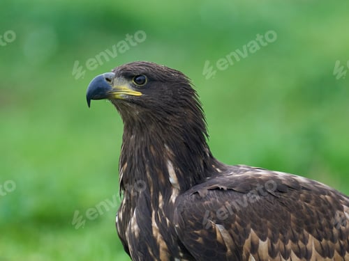 Preview: White-tailed eagle (Haliaeetus albicilla)