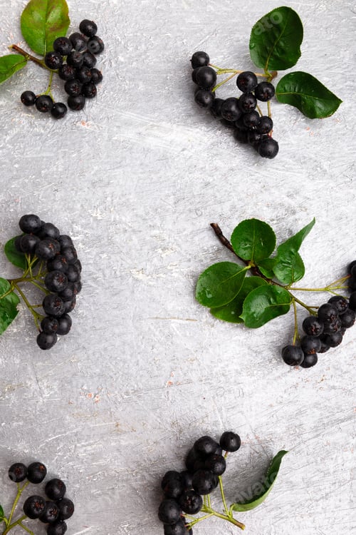 Preview: Chokeberry on grey background. Aronia berry with leaf. Top view. Copy space.