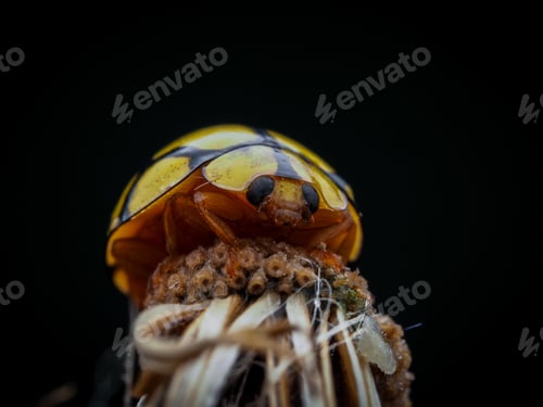 Preview: Yellow Ladybug Resting on Flower Against Black Background