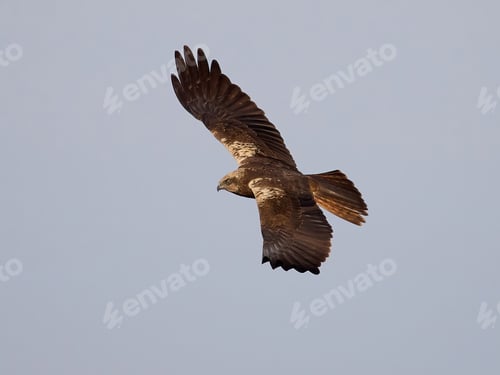 Preview: Western marsh harrier (Circus aeruginosus)