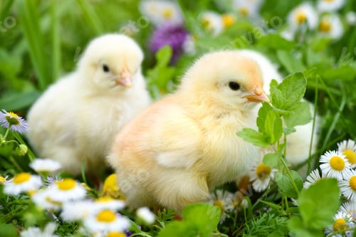 Preview: Little chickens on green grass with daisies