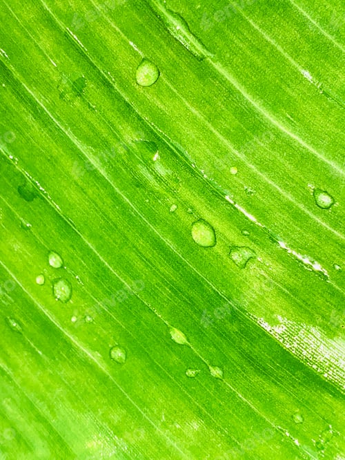 Preview: Water Drops on Banana Leaf
