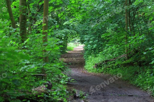 Preview: Serene forest path with lush greenery