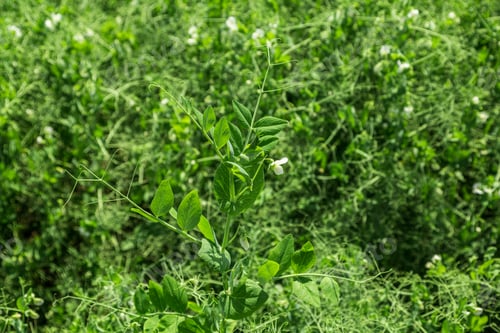 Preview: pea plants during flowering with white petals, an agricultural field where green peas grow