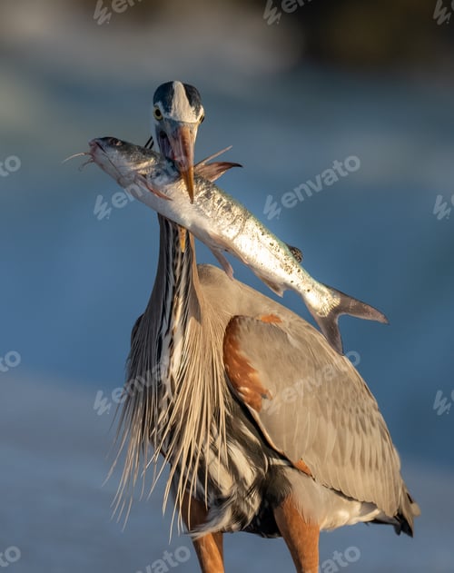 Preview: Great Blue Heron Fishing in Florida