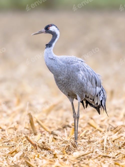 Preview: Common crane walking in agricultural field