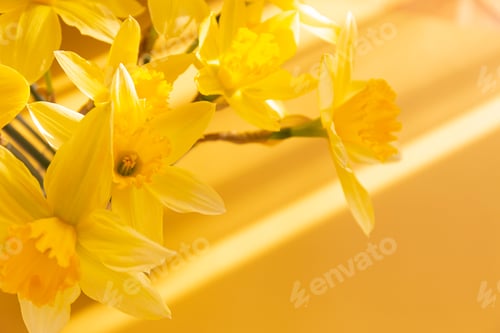Preview: Daffodils on a yellow background