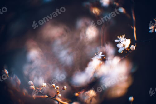 Preview: Closeup shot of a beautiful blossomed cherry tree was a beautiful spring, flowery background