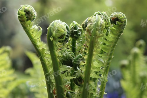 Vista previa: Detail of the sprout of fern