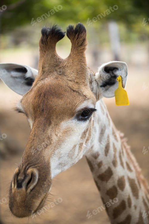 Preview: Reticulated giraffe close-up at the zoo. Mauritius