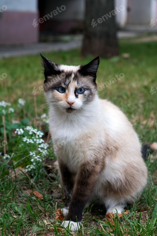 Preview: pet, animal, cat, looking, predator, vertical, eye, photography, outdoor, portrait