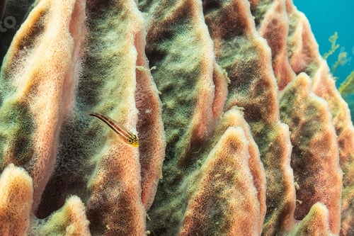 Preview: Coral goby on a sponge in Bali, Indonesia