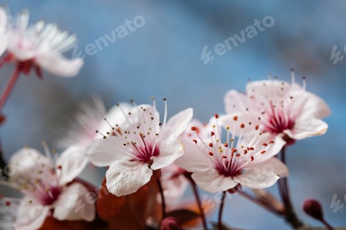 Preview: Pristine Cherry Blossoms Close-Up.