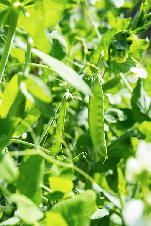 Preview: Pod of Green Peas Growing on Farmland.