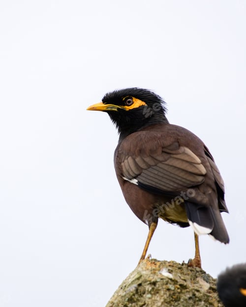 Preview: Common myna (Acridotheres tristis) perch close-up shot, view from the back