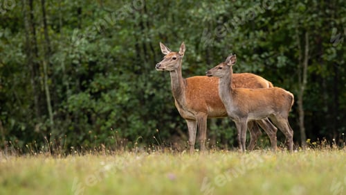 Preview: Cute red deer in nature looking aside with copy space
