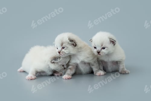 Preview: Ragdoll kittens isolated on light blue background