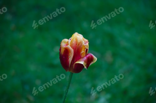 Preview: Red and yellow flower on green grass