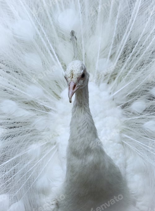 Preview: peacock