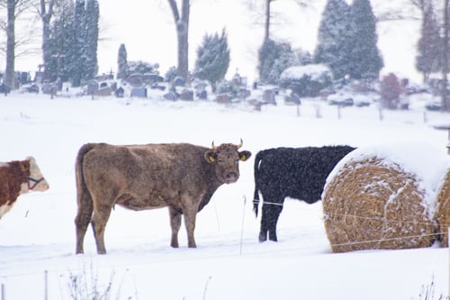 Preview: Herd of cattle grazing in a rural winter landscape