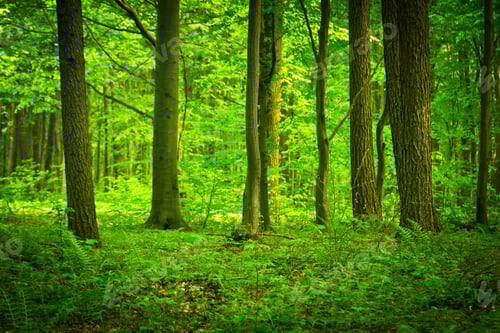 Preview: darkness, forest, horror, spooky