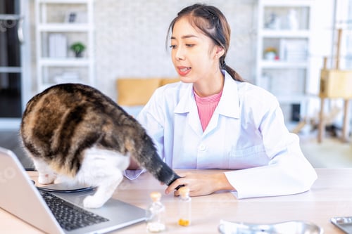 Preview: Veterinarian doctor online call show examining a cat checkup result and treatment at clinic