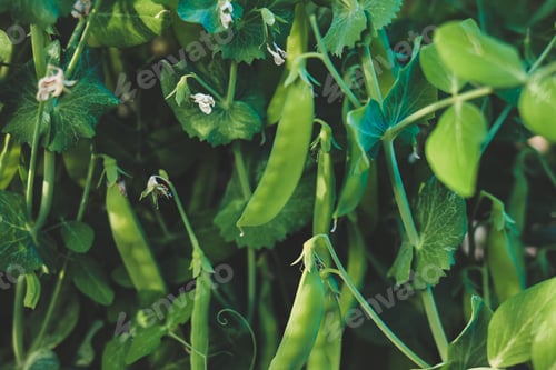 Preview: Young pea pods on green pea plant growing in garden. Harvest, crop. Healthy food vegetable