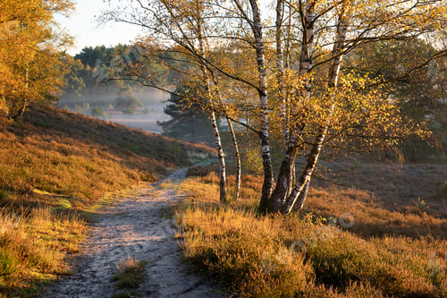 Preview: path between hills with birth trees in autumn