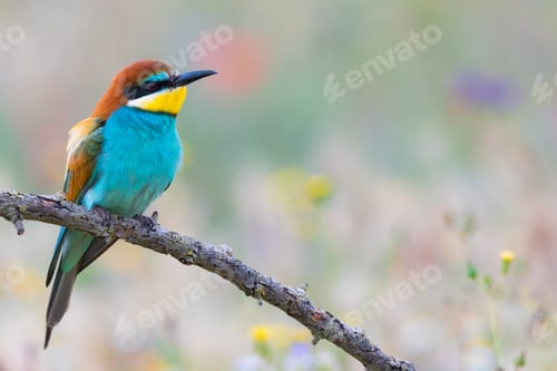 Preview: Bird standing on tree branch