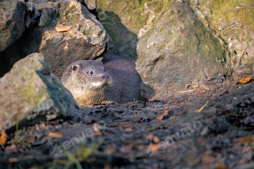 Preview: Otter in natural habitat among rocks.