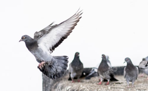 Preview: Pigeon in midair