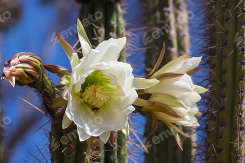 Preview: Blooming Cactus Flowers in the Desert Sunlight
