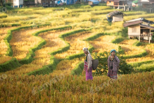 Preview: Two Asian rural women walking through golden rice fields