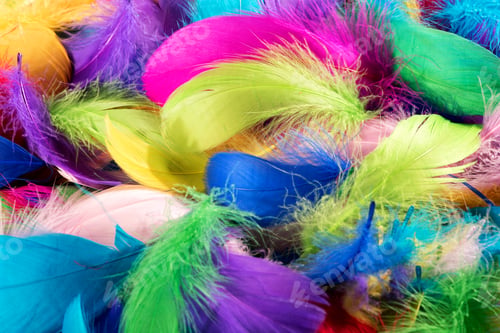 Preview: Background texture of colorful dyed bird feathers