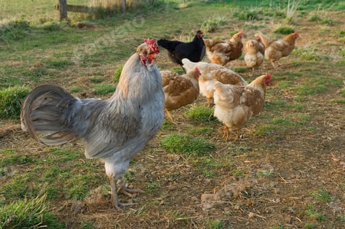 Preview: cockerel with hens