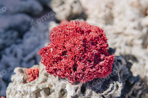 Preview: Close up of a red coral on a rock in a beach under the sunlight.