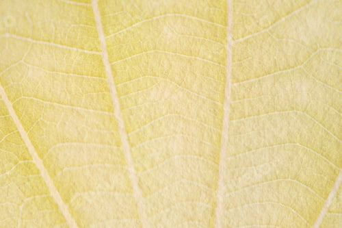 Preview: Yellow leaf pattern textured backdrop