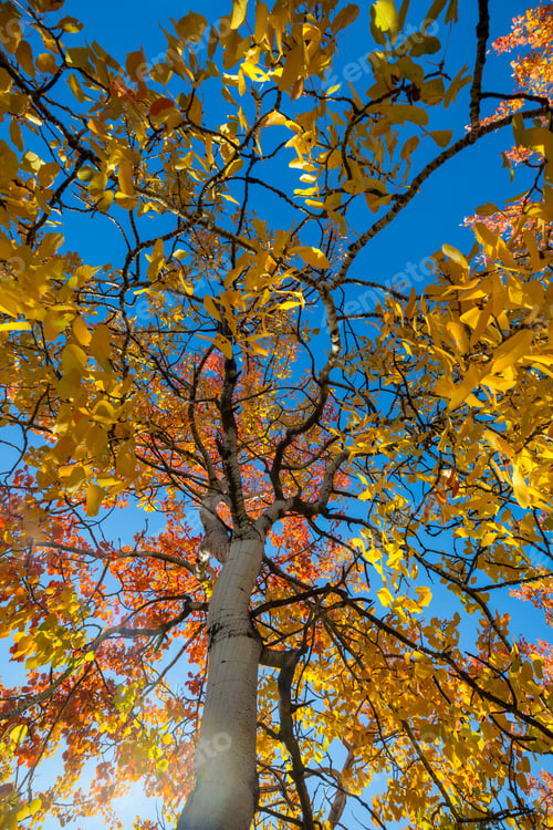 Preview: Autumn tree