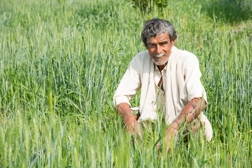 Preview: Indian Farmer in his agriculture field.