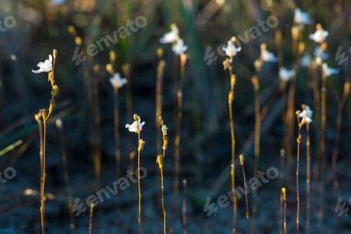 Preview: Beautiful wild flowers, outdoors