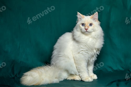 Preview: Banner with pretty white cat with blue eyes and long mustache. Close up portrait of kitten isolated
