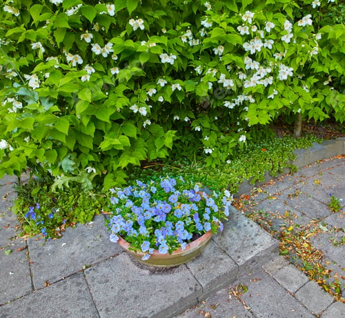 Preview: My garden