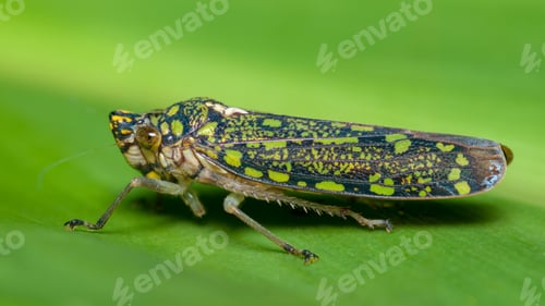 Preview: Small green and blue insect camouflaging itself with a tree leaf